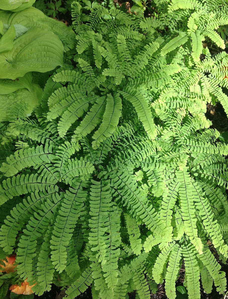 adiantum aleuticum, maidenhair fern, frond, texture, green, leaf, foliage, pattern, lush, montreal botanical garden