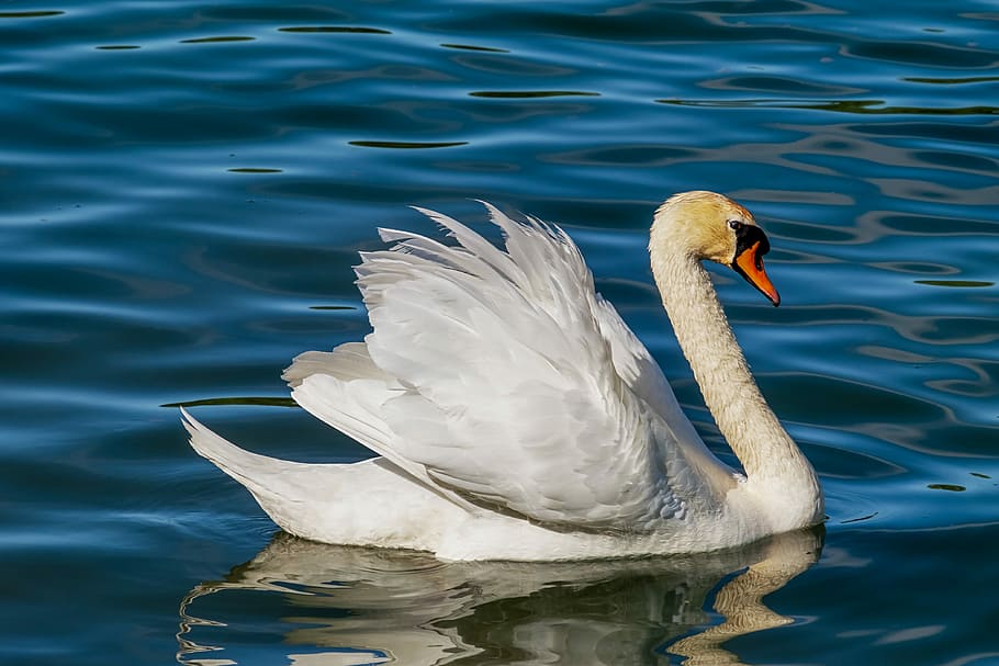 white, swan, body, water, animal, white swan, bird, water bird, schwimmvogel, river