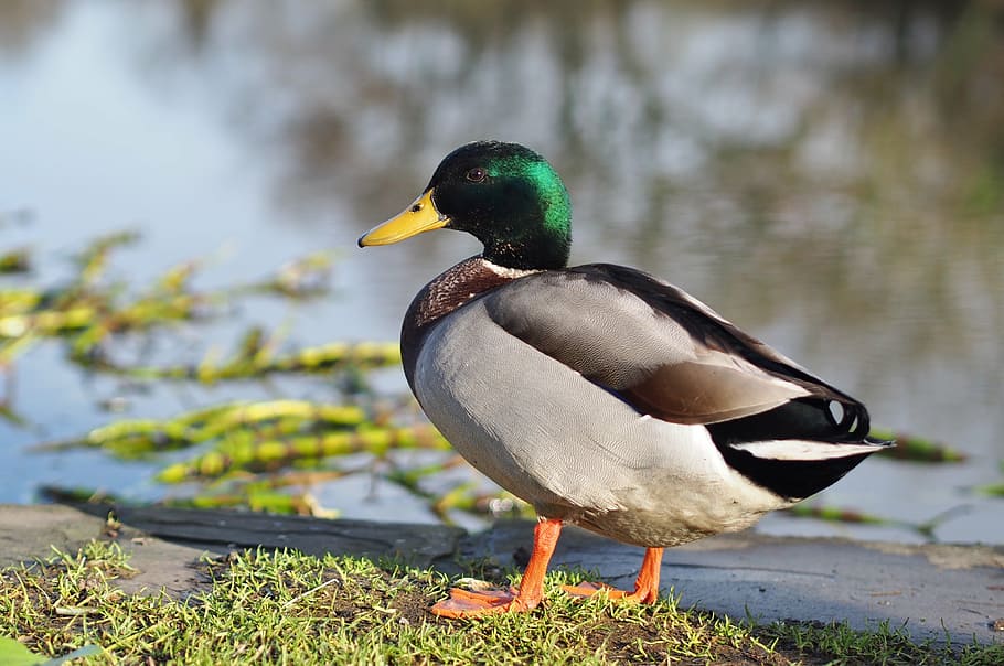 duck, nature, wildlife, water, waterbird, wetlands, lake, park, birdwatching, fauna