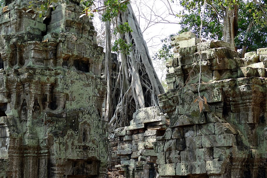 Angkor Wat, Cambodia, Temple, angkor, asia, temple complex, historically, ruin, tree root, jungle