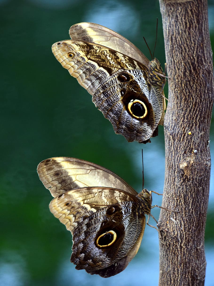 closeup, two, brown, butterflies, butterfly, owl butterfly, tropical, tropical butterfly, wing, wait