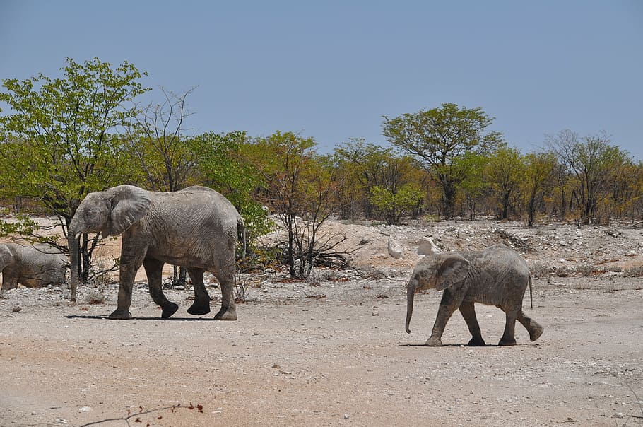 two gray elephants, namibia, desert, travel, jumbo, elephant, animals in the wild, animal wildlife, animal, outdoors
