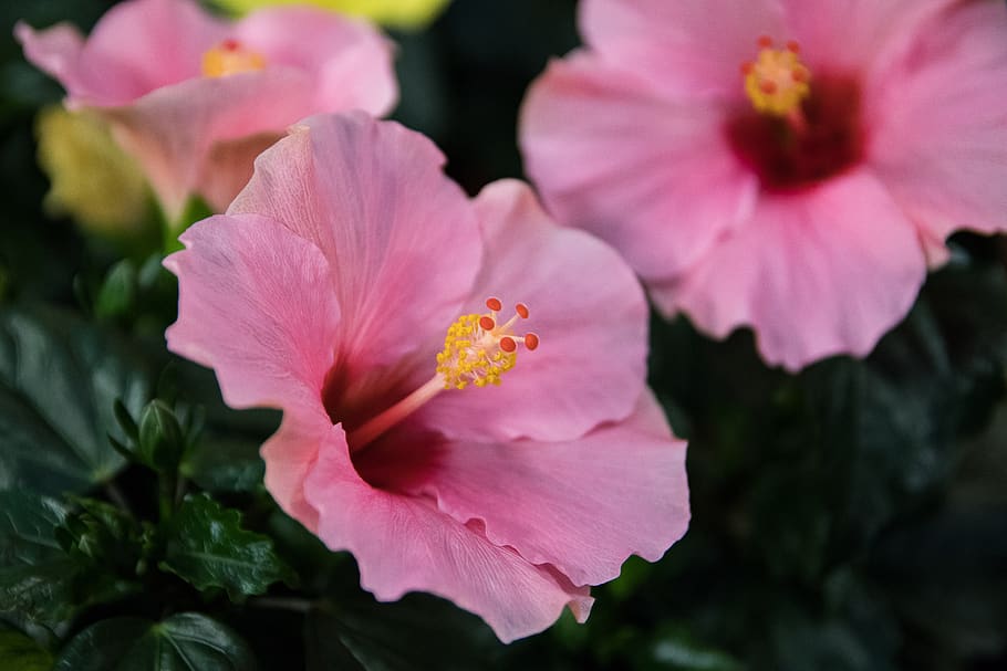 hibiscus, blossom, bloom, flower, pink, flowering plant, petal, fragility, freshness, beauty in nature