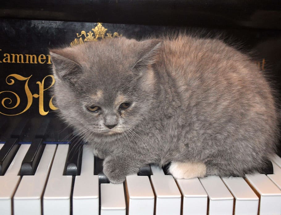 grey, kitten, keyboard keys, cat, piano, pets, animal, mammal, animal themes, one animal