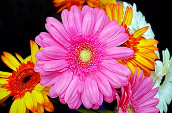 Página 11 | Fotos margarita de gerbera libres de regalías | Pxfuel