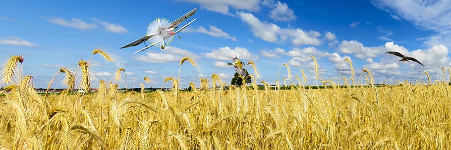 putih, biplane, udara, sawah, siang hari, alam, lanskap, musim panas, gandum, ladang gandum