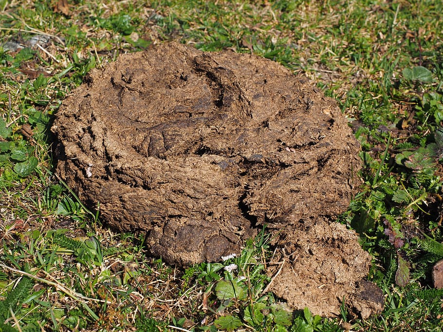 cow dung, flat bread, dung, crap, brown, grass, digested, plant, land, nature