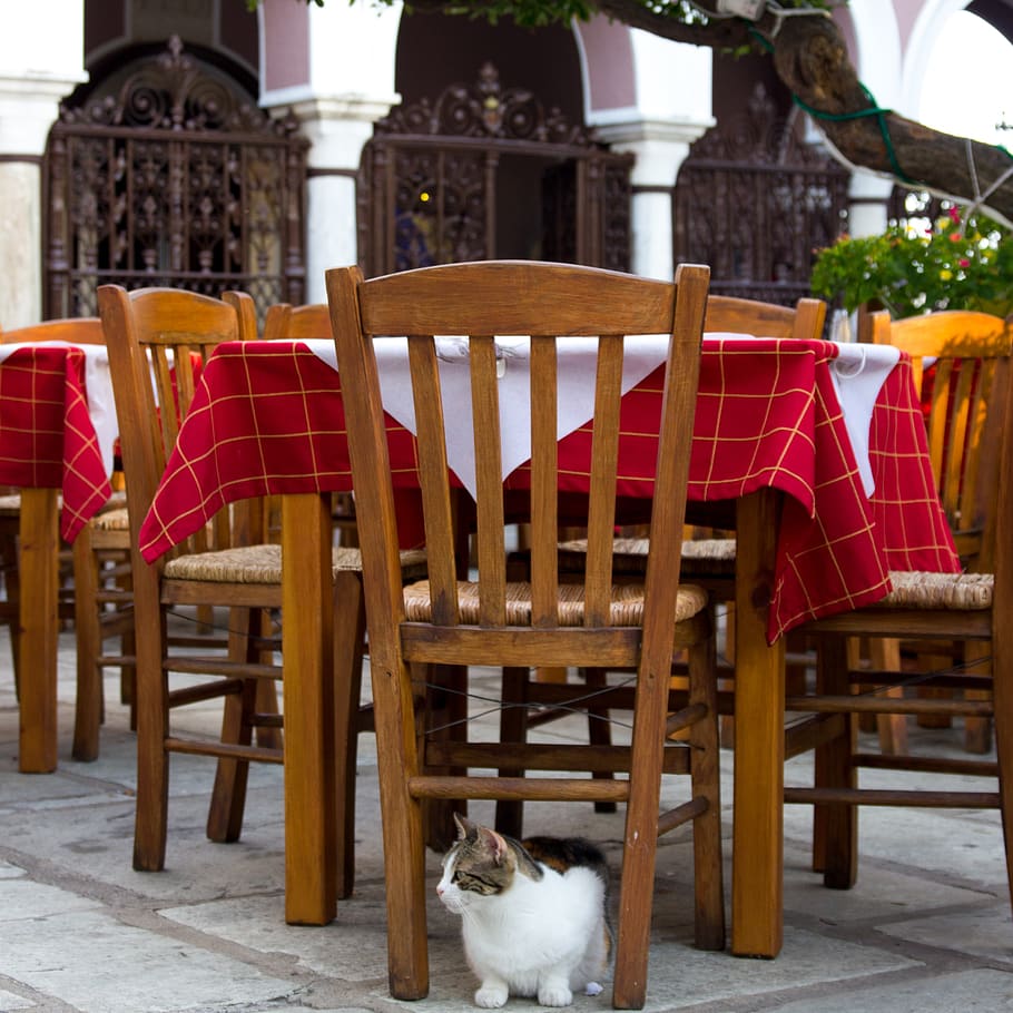 outdoor seating, cat, greece, taverna, one animal, chair, pets, animal themes, domestic animals, domestic