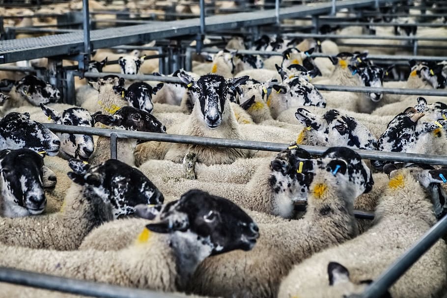 gray sheep lot, sheep, lambs, market, farm, animal, agriculture, livestock, wool, mammal