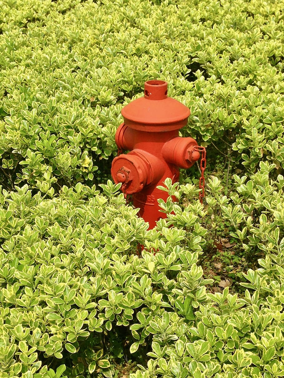 fire hydrant, bushes, green, red, nature, plant, green color, growth, day, plant part