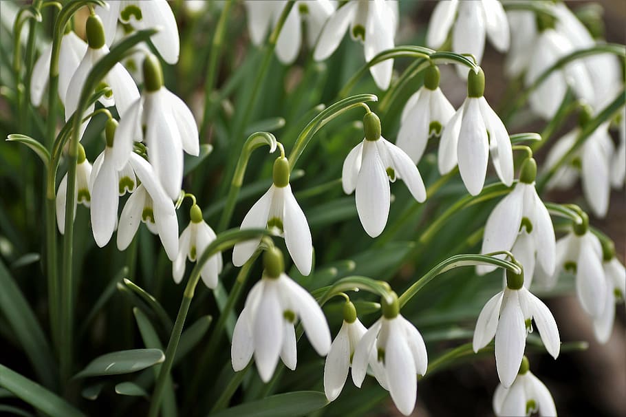 campanillas de invierno, racimo, flor blanca, el mensajero de la primavera, primavera, campanilla blanca, plantas, bulbos de flores, jardín, suave