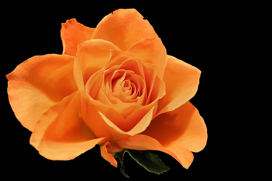 Khám phá màu sắc và vẻ đẹp tuyệt vời của hoa Cam Vinh, hoa hồng cam nở rộ trên nền xanh tươi, bằng những hình ảnh tuyệt đẹp. Với sự kết hợp màu sắc độc đáo, những bông hoa này sẽ khiến bạn thích thú và cảm thấy hấp dẫn.