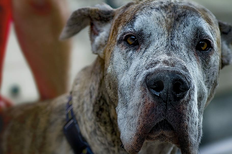 brown, white, shallow, focus photography, Dog, Great Dane, Old, Animal, Pet, canine