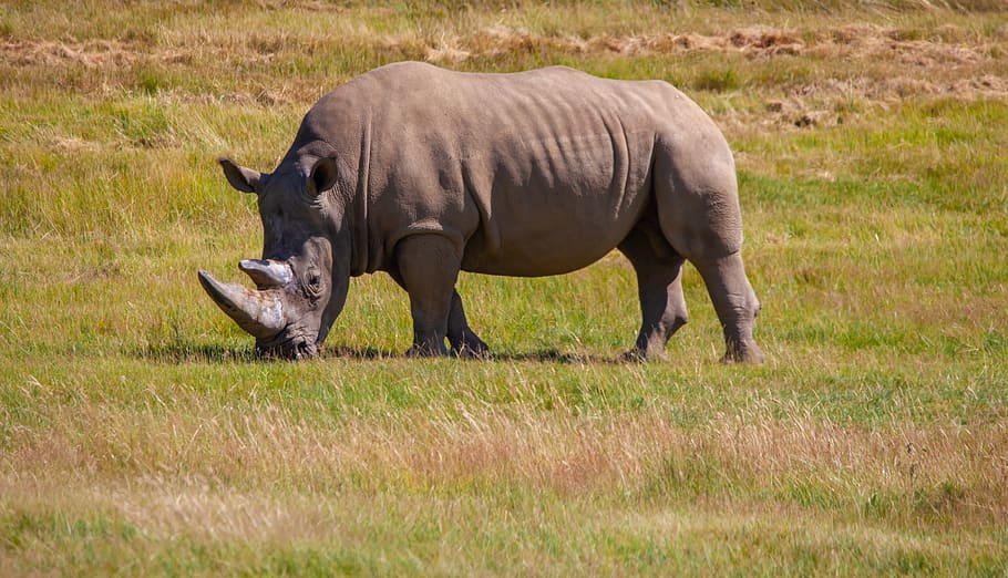 southern white rhino, white rhinoceros, rhino, wildlife, africa, pachyderm, landscape, grass, savannah, animal