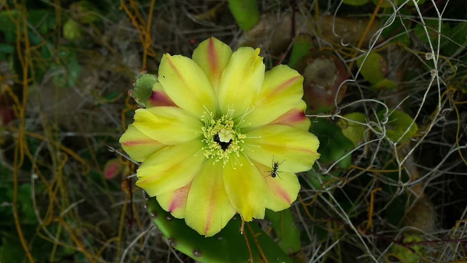 Flower, Sandbank, Cactus, Nature, Ant, petal, fragility, growth, freshness, plant