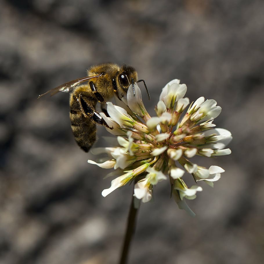 bee, white clover, detail, nature, nectar, flower, flowering plant, fragility, vulnerability, plant