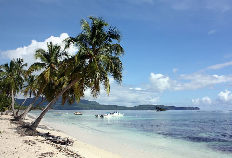 palmeras, orilla del mar, bote, distancia, las galeras, samaná, república dominicana, caribe, palm beach, barco de pesca