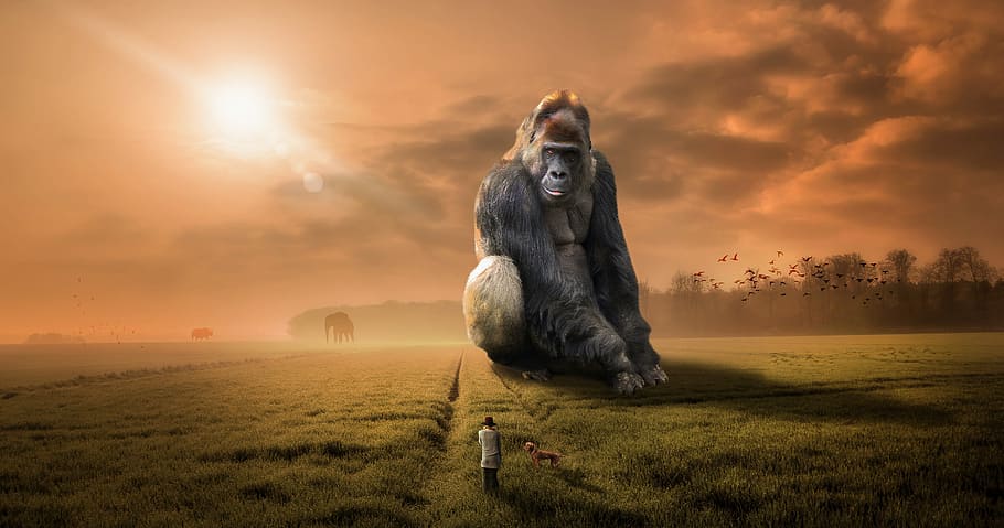 gorilla illustration, animal, gorilla, ape, primate, herbivore, silver back, sunset, dusk, sky