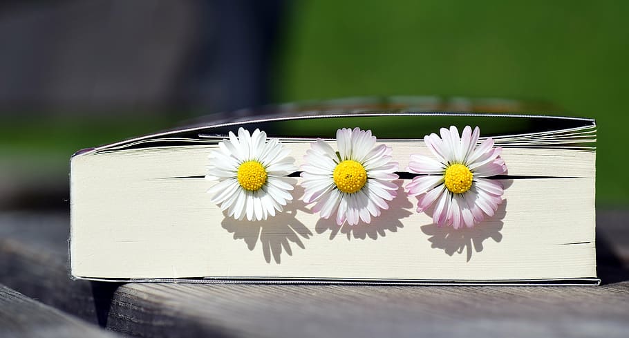 white, wooden, decor, plastic flowers, book, read, literature, book pages, paper, spring
