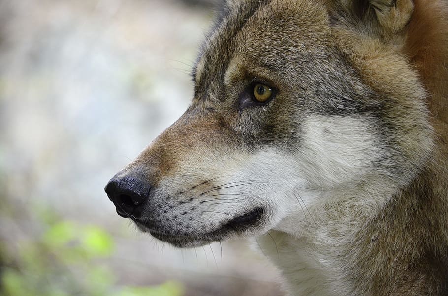 ブラウンオオカミ オオカミ 頭 捕食者 肖像画 閉じる 生き物 自然 毛皮 一匹の動物 Pxfuel