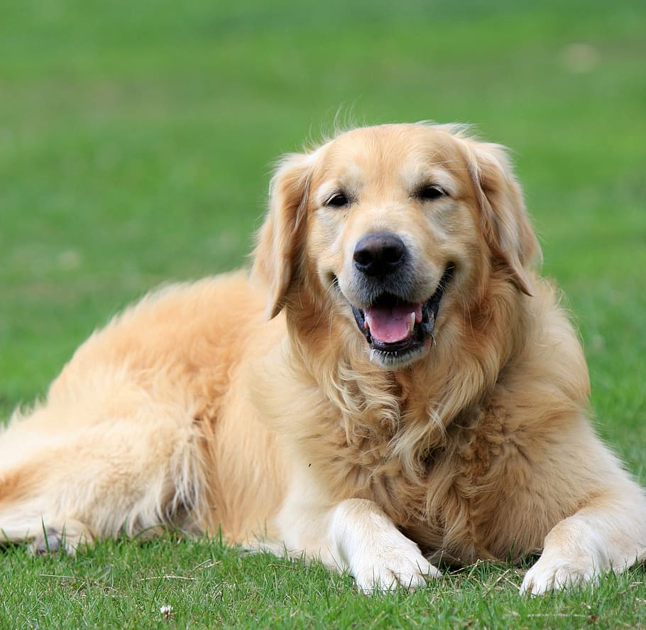 dorado, perro perdiguero, sentado, verde, hierba, perro perdiguero de oro, perro, canino, mascota, animal