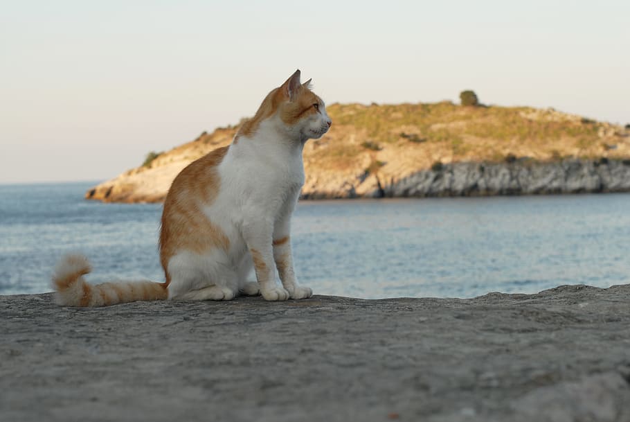 orange, white, cat, sitting, rock, sea, daytime, animal, cat eye, animal portrait