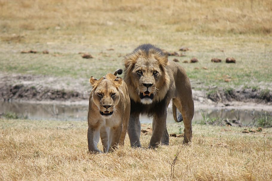 singa, berdiri, singa betina, predator, kucing, kucing liar, afrika, dunia binatang, kucing besar, pasangan