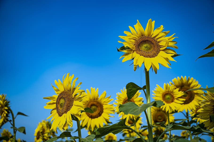 girasol, naturaleza, cielo, paisaje, fondo, campo, verde, soleado,  plantación, sol | Pxfuel