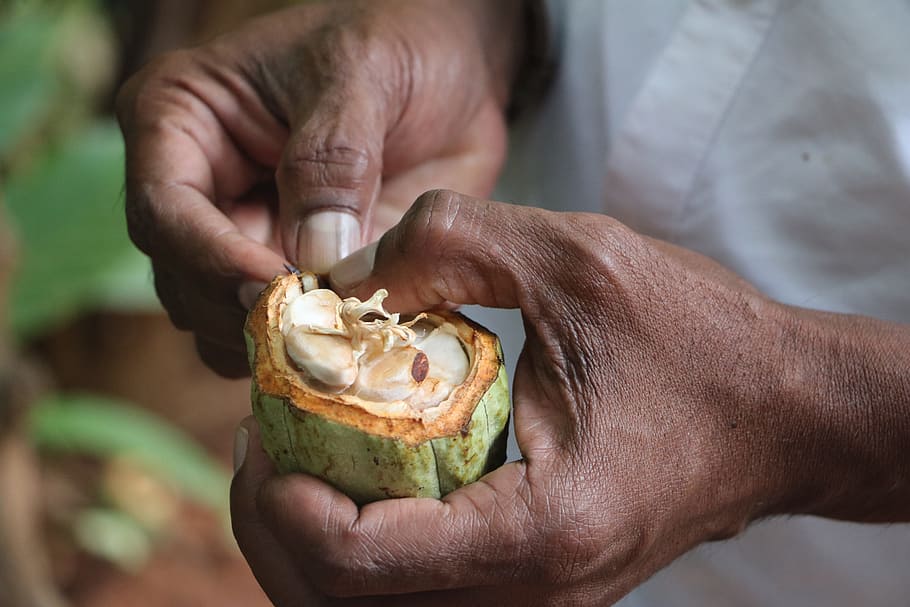 cocoa, hands, sri lanka, cocoa fruit, human hand, hand, human body part, food and drink, holding, one person