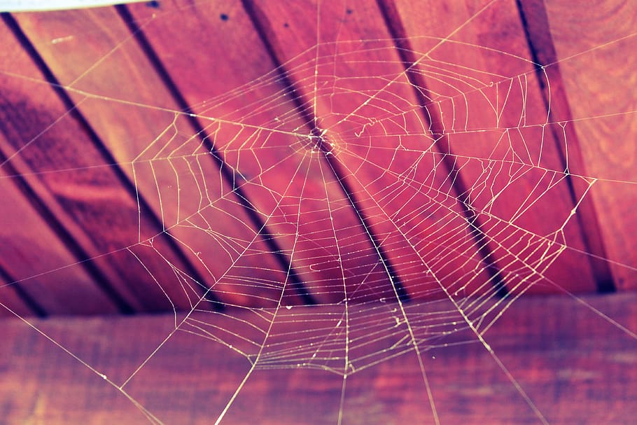 spider web, brown, wooden, surface, cobweb, spider, web, nature, halloween, net
