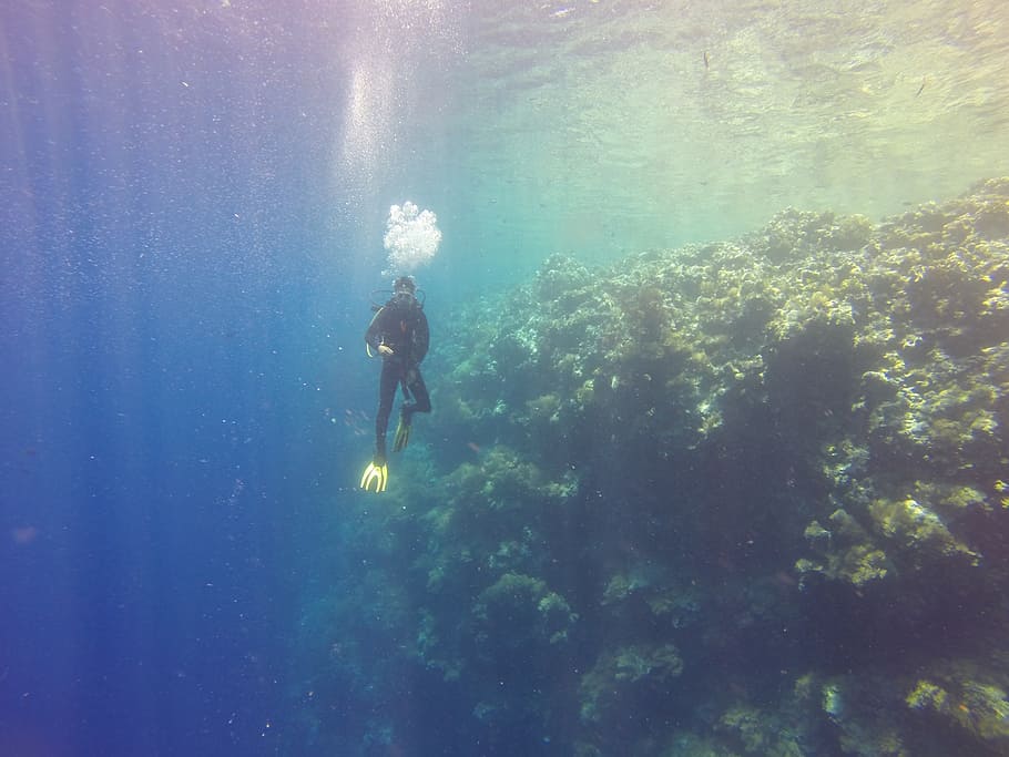 person diving underwater, diver, palau, drop-off, ocean, tropical, deep, diving, nature, coral