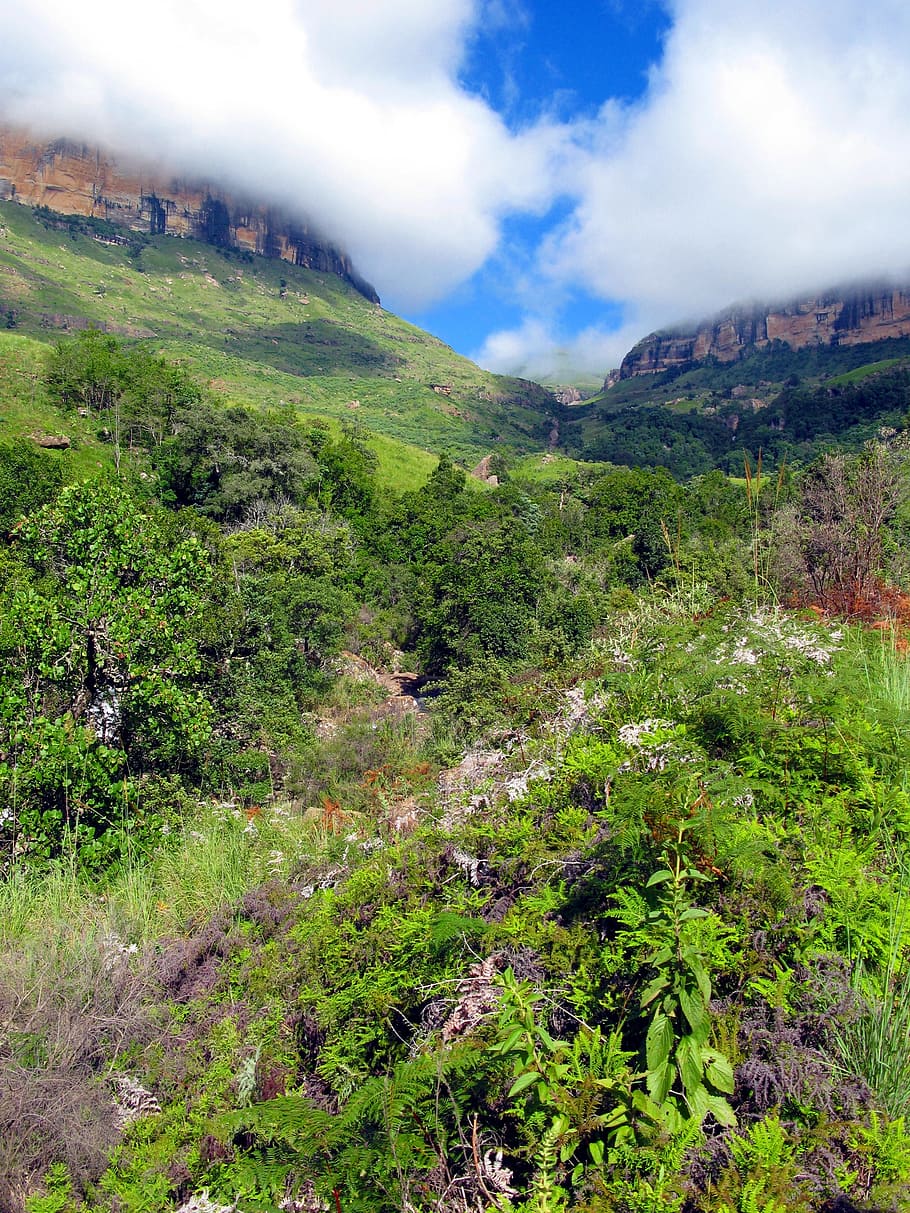 drakensberg mountains, flowers, Drakensberg Mountains, Flowers, mountains, mountain, wild flowers, scenics, landscape, nature, green color