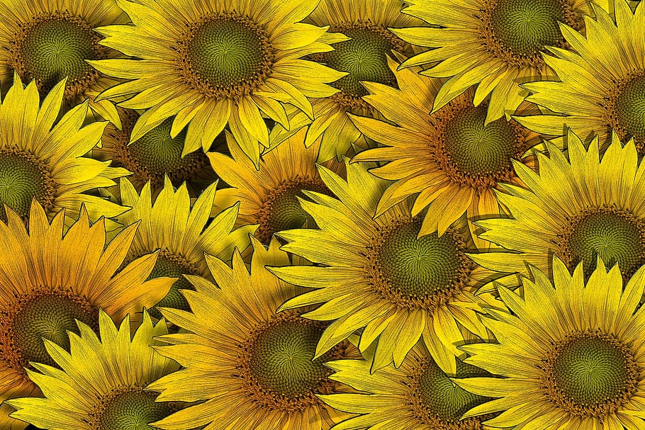 Sunflower Flower Flowers Background Drawing Colorful Yellow