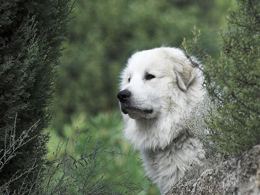 adult white kuvasz, pyrenean mountain dog, head, male, forest, ausschau, dog, attention, pride, view