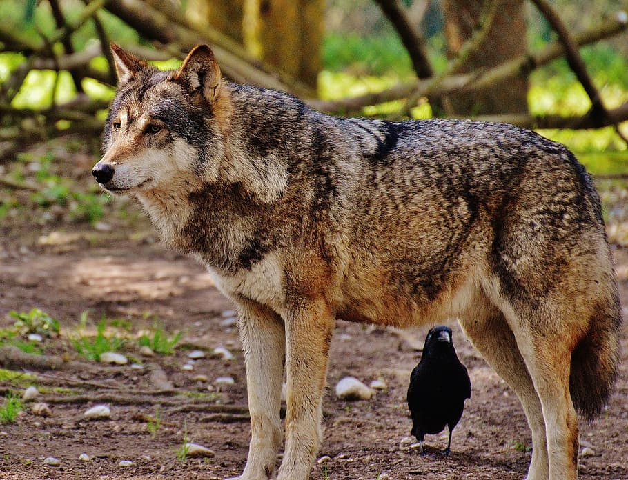 lobo marrón, lobo, animal salvaje, depredador, naturaleza, animal, parque de ciervos, lobos, salvaje, mundo animal