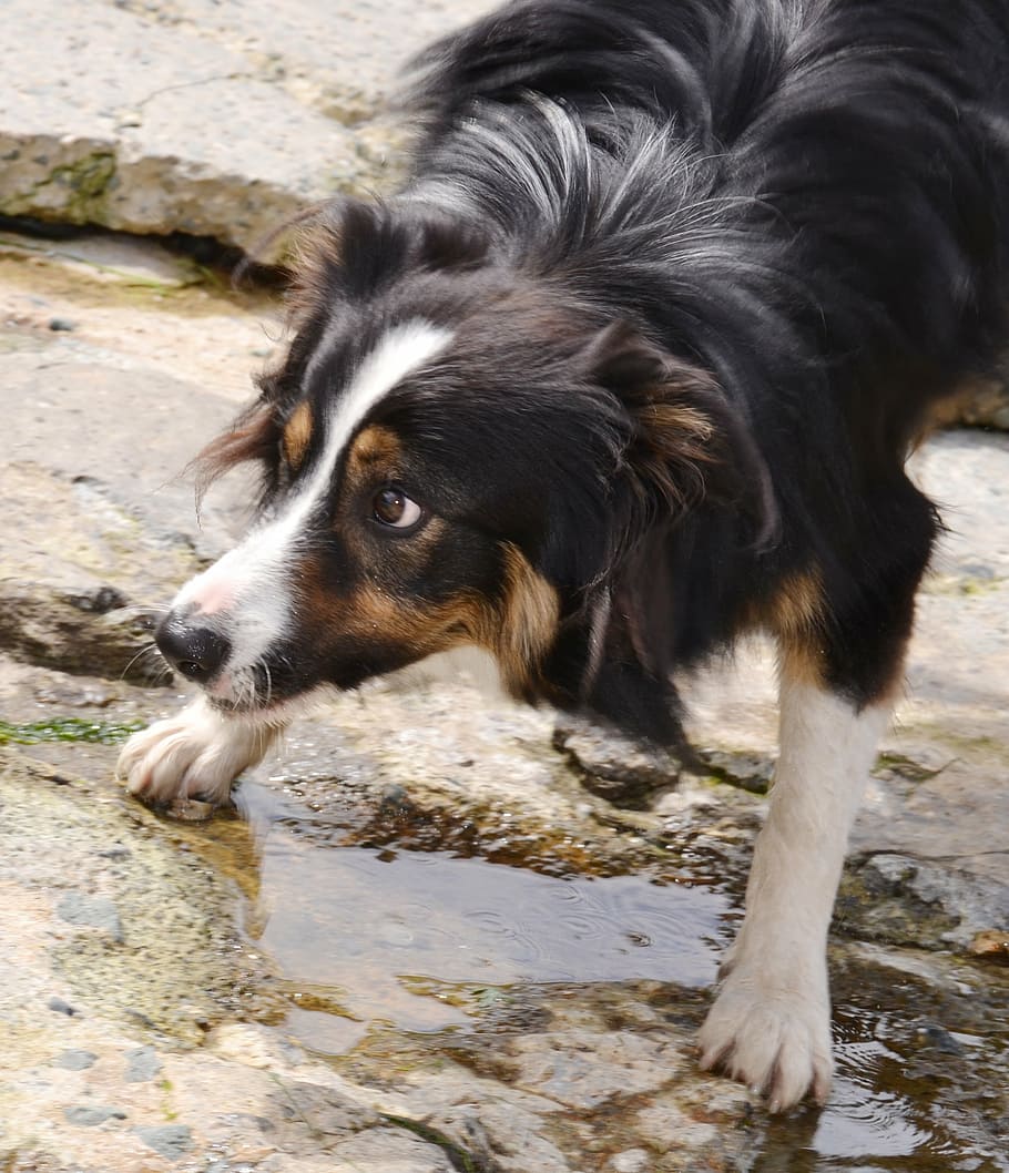 Papel de parede : cachorro, peludo, Border Collie, Pastor