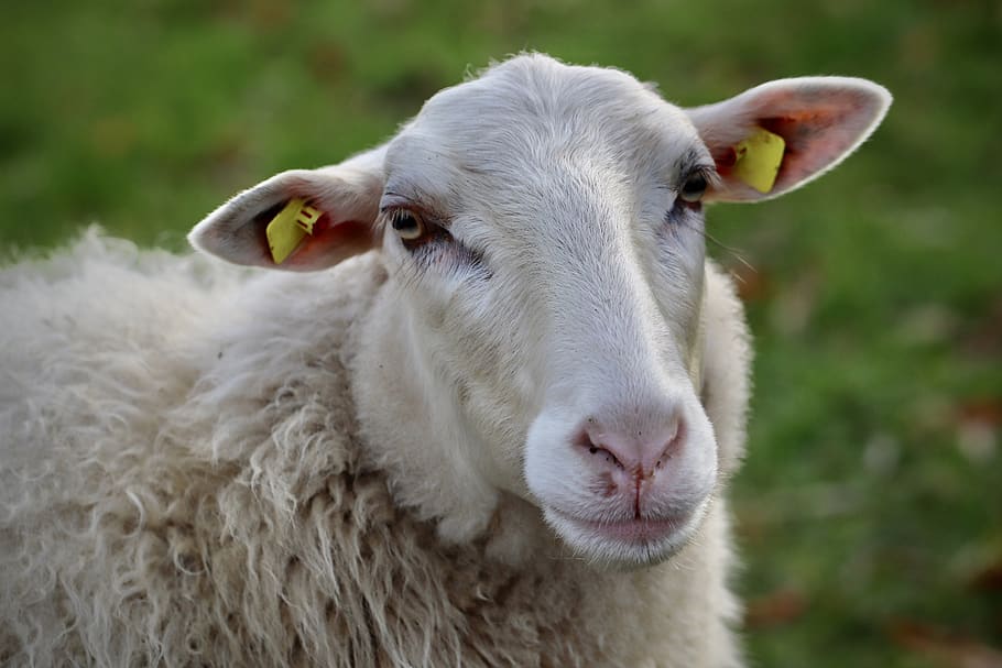 sheep, schafkopf, sheep's wool, animal, wool, livestock, herd animal, mammal, sheep face, ears