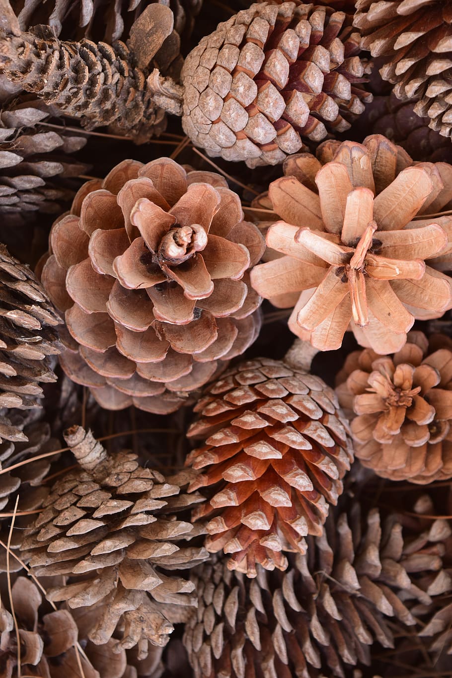 Tap, Pine Cones, Nature, Ornament, pine, decoration, tree, pinus, background, brown