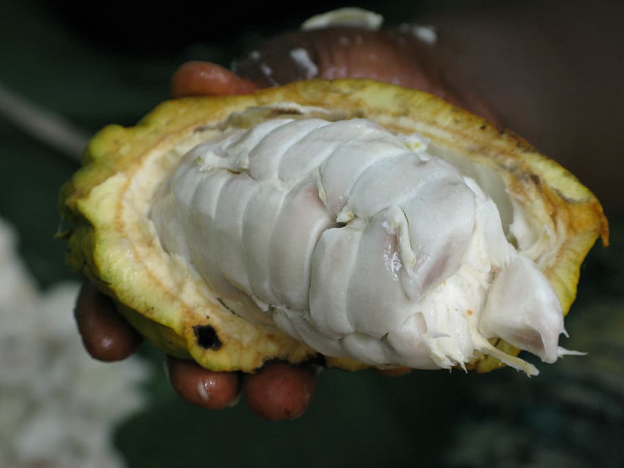 person, holding, cacao fruit, cocoa, pod, food, organic, cacao, bean, natural