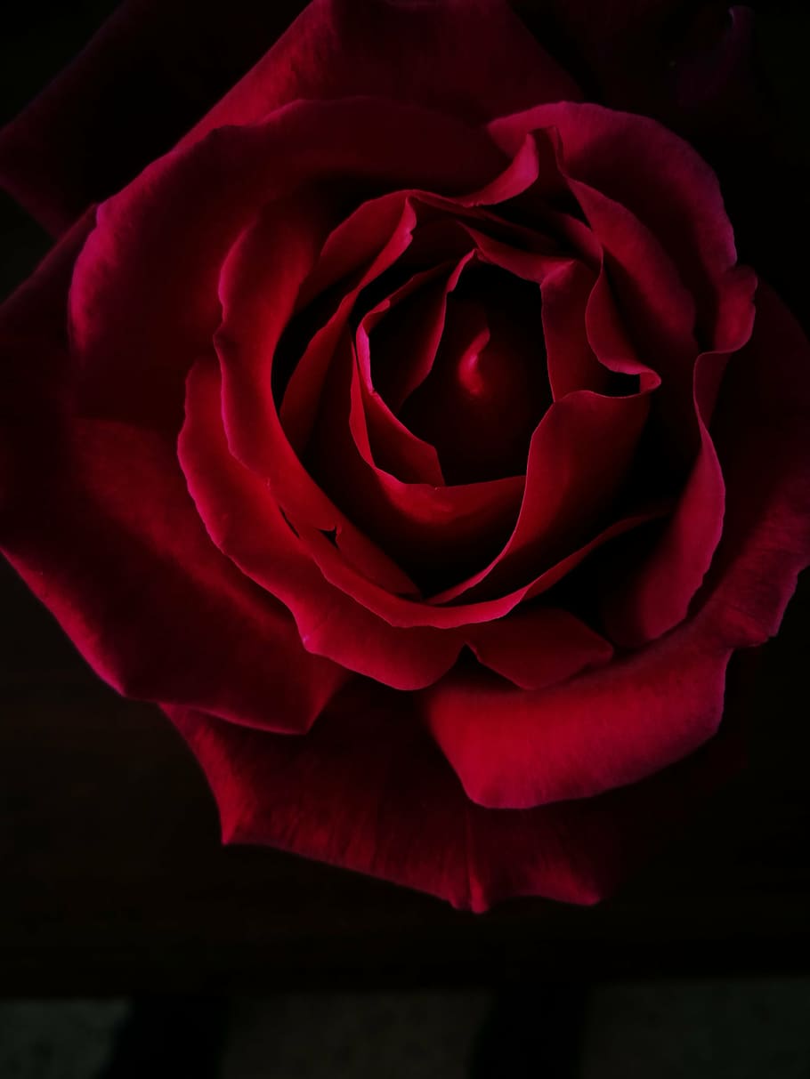 red, rose, flower, black, background, rose - flower, petal, flower head, love, fragility