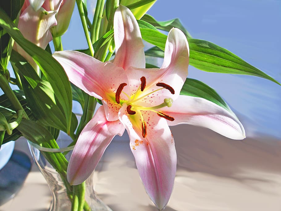 選択 フォーカス写真 ピンク ユリの花 カンゾウ キスゲ 花 ユリ 電球 多年生植物 Pxfuel