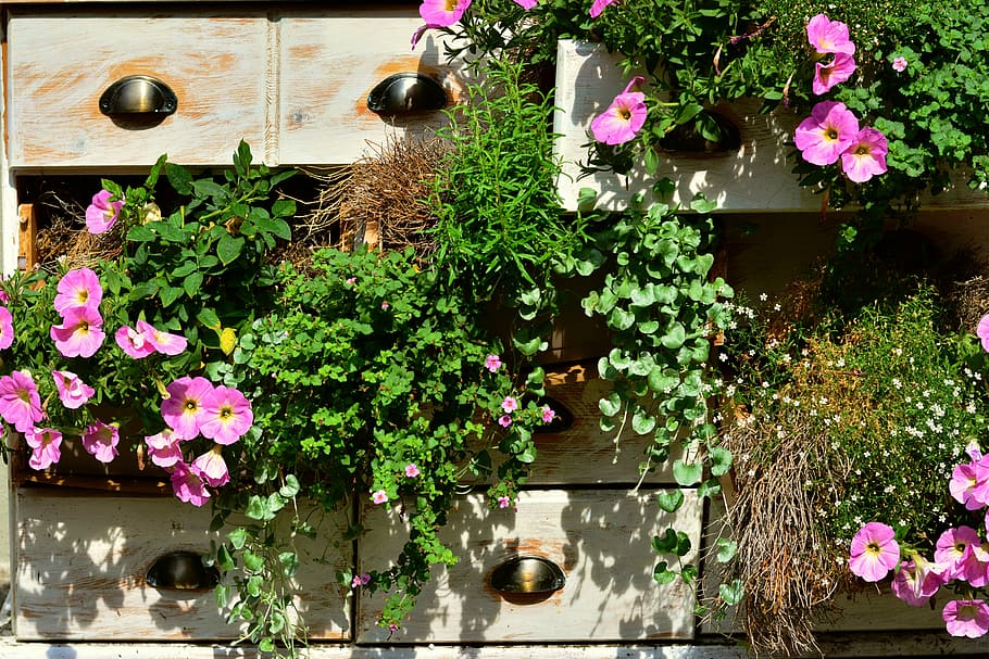 pink petunia flowers, Petunia, Balcony, Plants, balcony plants, summer flowers, chest of drawers, planted, decoration, balcony flower