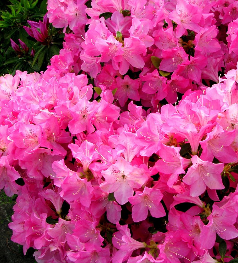 flores, maio, floração, heisei-cho, yokosuka, japão, rosa, verde, folha, cor rosa