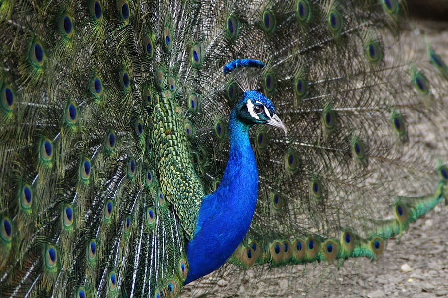 peacock, beat rad, peacock wheel, bird, feather, balz, plumage, spread, spring dress, males