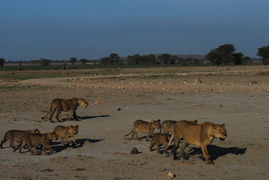 leones, kenia, áfrica, safari, animal, leona, salvaje, naturaleza, familia,  desierto | Pxfuel