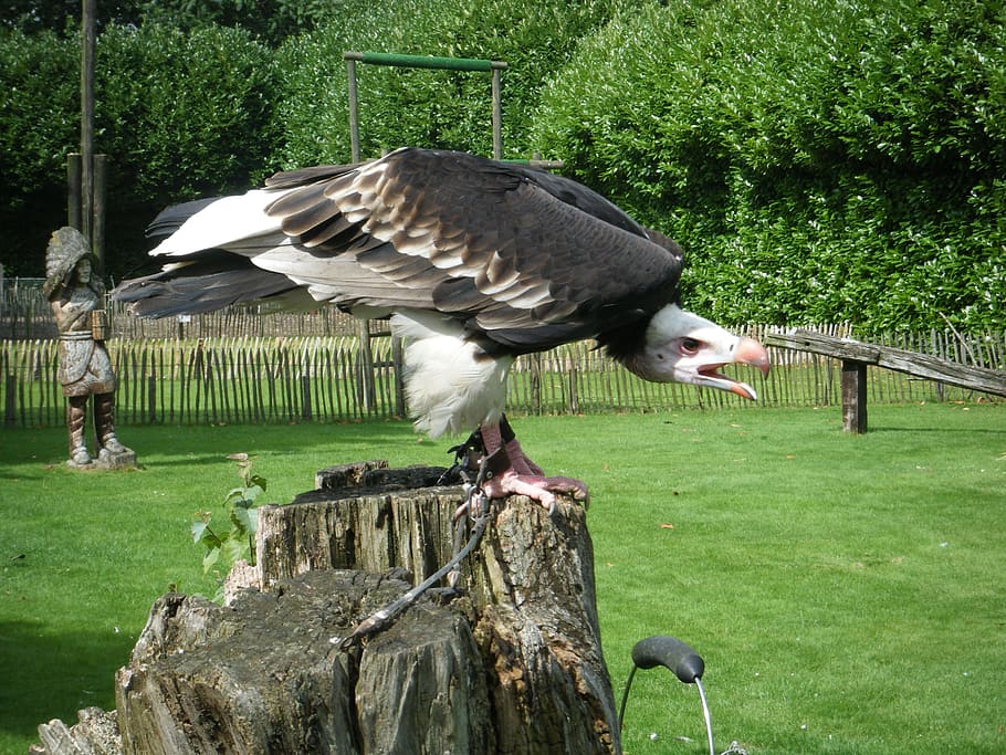 動物園 鳥 捕食者 自然 動物のテーマ 脊椎動物 動物 植物 動物の野生動物 野生の動物 Pxfuel