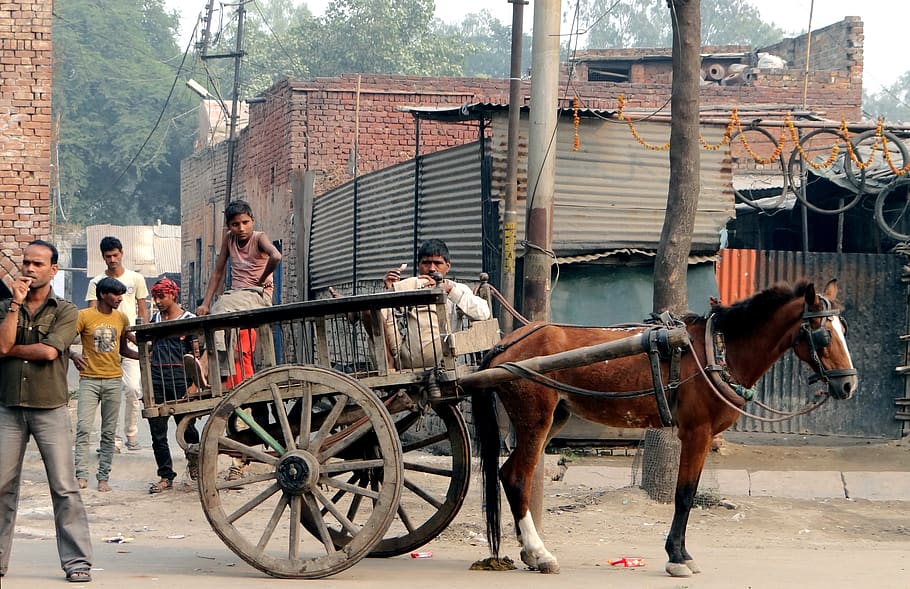 human, horse drawn carriage, india, mammal, domestic animals, real people, vertebrate, horse, domestic, group of people