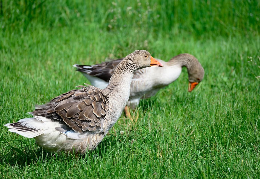 geese, pair of goose, gander, animal, poultry, plumage, animal world,  domestic goose, meadow, bird | Pxfuel