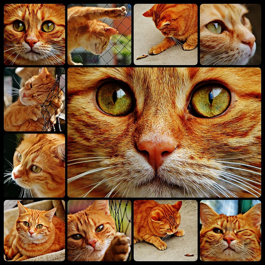 Cat, Collage, Cute, Mackerel, Tiger, red, sweet, cuddly, animal, domestic cat