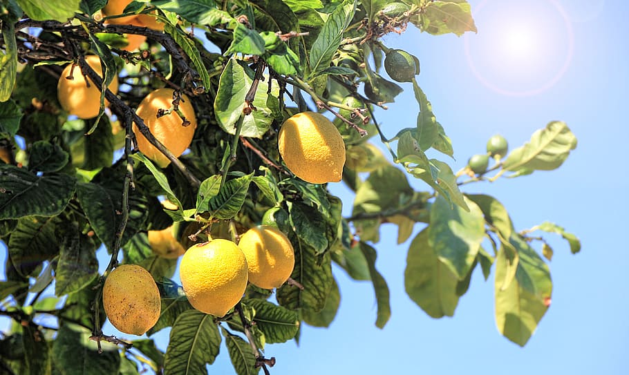 Lemons, Citrus, Fruits, Vitamins, summer, citrus fruits, yellow, fruit, refreshment, lemon tree